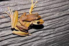 Polypedates leucomystax