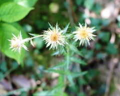 Carlina biebersteinii