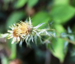 Carlina biebersteinii