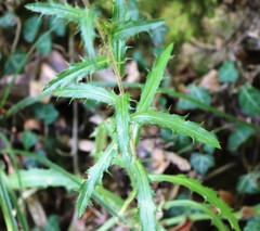 Carlina biebersteinii