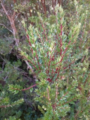 Gaultheria phillyreifolia