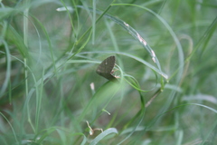 Lepidoptera