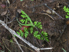 Cheilanthes capensis