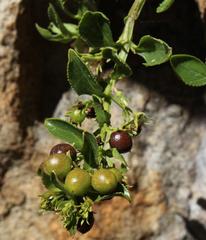 Teedia lucida