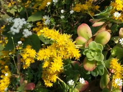 Sedum palmeri