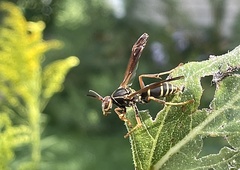 Polistes fuscatus