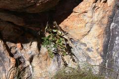 Teedia lucida