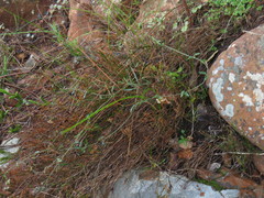 Astephanus triflorus