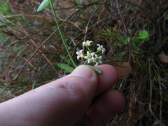 Astephanus triflorus