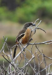 Laniarius ferrugineus ferrugineus