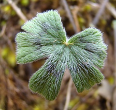 Pelargonium articulatum