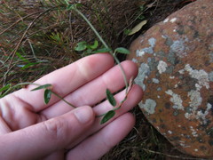 Astephanus triflorus