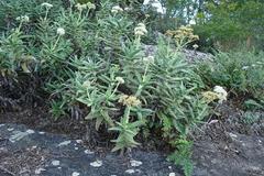 Crassula perfoliata image