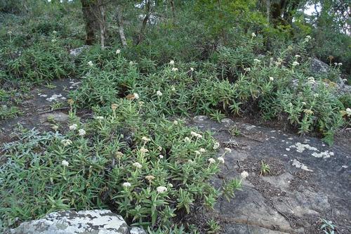 Crassula perfoliata var. heterotricha image