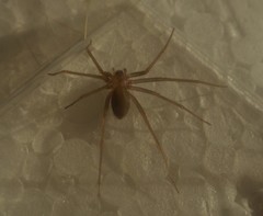 Loxosceles rufescens