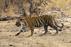 Panthera tigris tigris