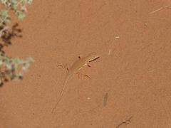 Meroles cuneirostris