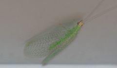 Pseudomallada flavifrons