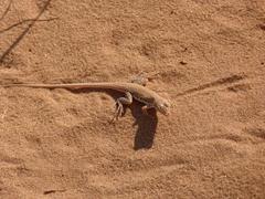 Meroles cuneirostris