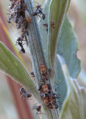 Diaphorina