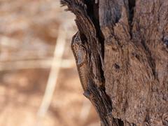 Trachylepis spilogaster