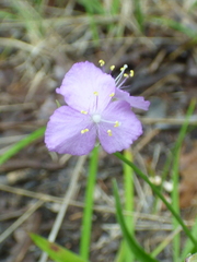 Callisia graminea