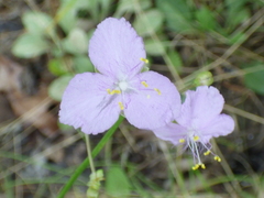 Callisia graminea