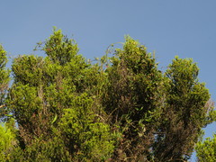 Astephanus triflorus