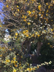Fremontodendron