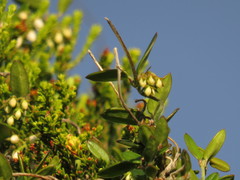Astephanus triflorus