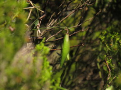 Astephanus triflorus