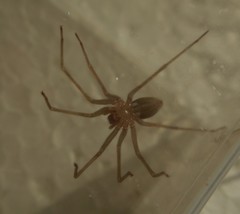 Loxosceles rufescens