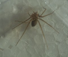 Loxosceles rufescens