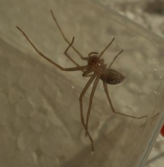Loxosceles rufescens