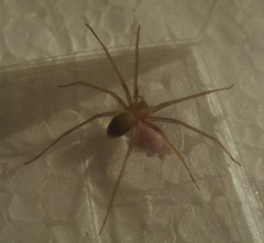 Loxosceles rufescens