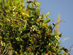 Astephanus triflorus