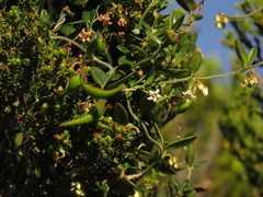 Astephanus triflorus