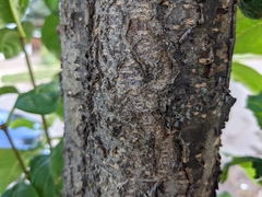 Syringa reticulata