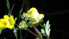Hemimeris sabulosa