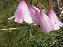 Dierama pulcherrimum