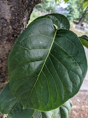 Syringa reticulata