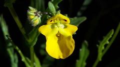 Hemimeris sabulosa
