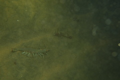 Penaeus