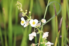Sagittaria brevirostra