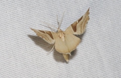 Plataea blanchardaria