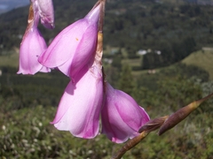 Dierama pulcherrimum