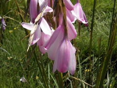 Dierama pulcherrimum