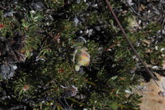 Leucadendron nitidum