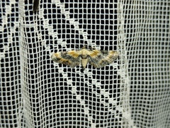 Eupithecia linariata