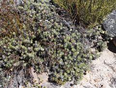 Leucadendron nitidum